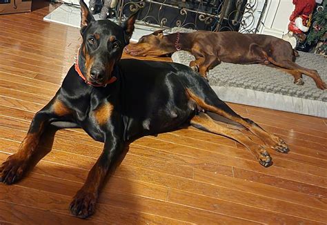 hoobly doberman|Doberman Pinscher in Tennessee .